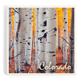 Colorado Aspen Trees Ceramic Coaster
