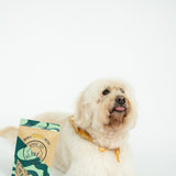 Dog enjoying Winnie Lou Greens & Cheddar Pretzels
