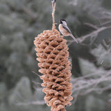 Giant Pine Cone