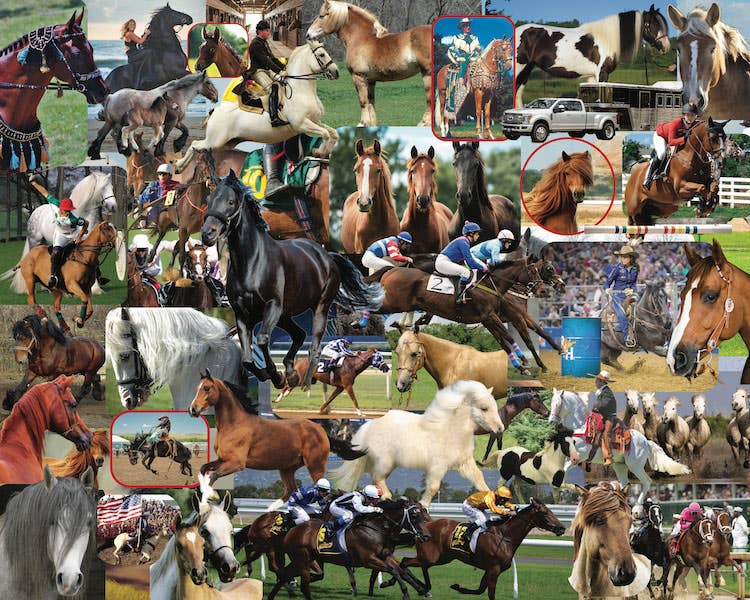 Completed Horses, Horses, Horses 1,000-piece jigsaw puzzle: a collage of horse breeds including thoroughbreds, Appaloosas, mustangs and Clydesdales