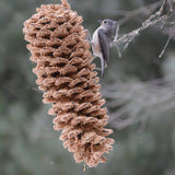 Giant Pine Cone